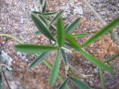 Glycine rubiginosa