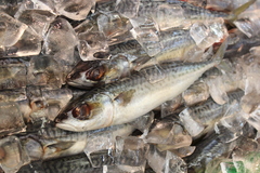 Decapterus punctatus