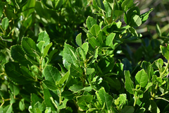 Hedycarya angustifolia