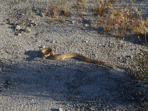 iNaturalist observation photo of Red Diamond Rattlesnake