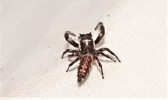 Sandalodes bipenicillatus