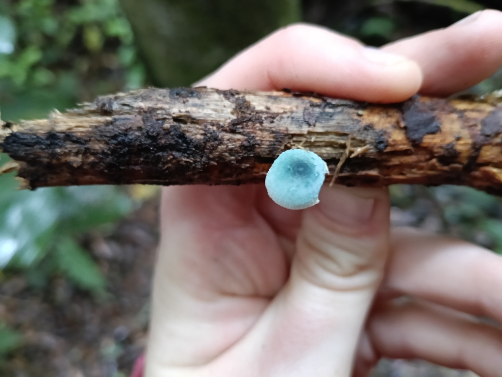 Mycena interrupta · May 2026 · photo: © maria4483 (iNaturalist, cc0)