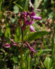Orchis anatolica