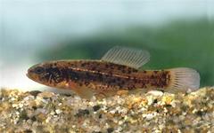 European Mudminnow photo 3