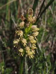 Orchis galilaea