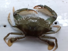 Charybdis padangensis