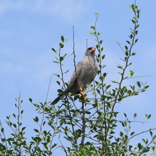 Dark Chanting Goshawk (Melierax metabates), photo 4