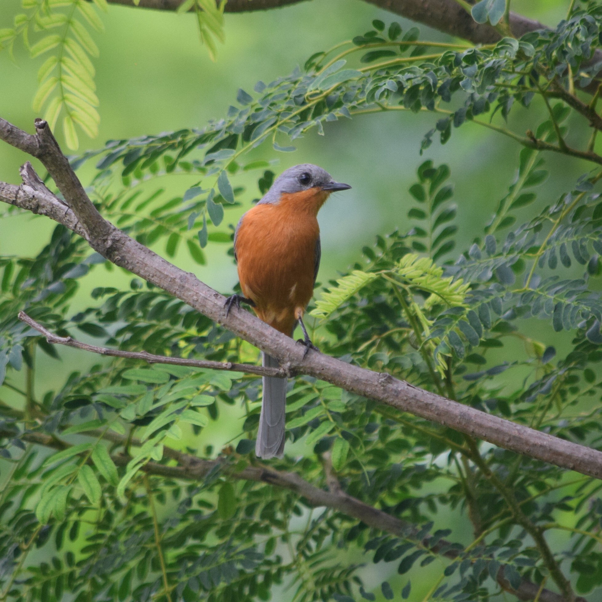 Silverbird (Empidornis semipartitus), photo 8