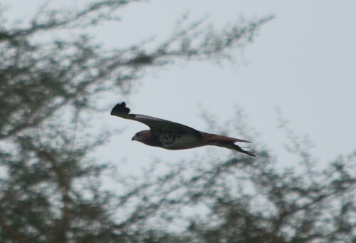 Red-necked Buzzard (Buteo auguralis)
