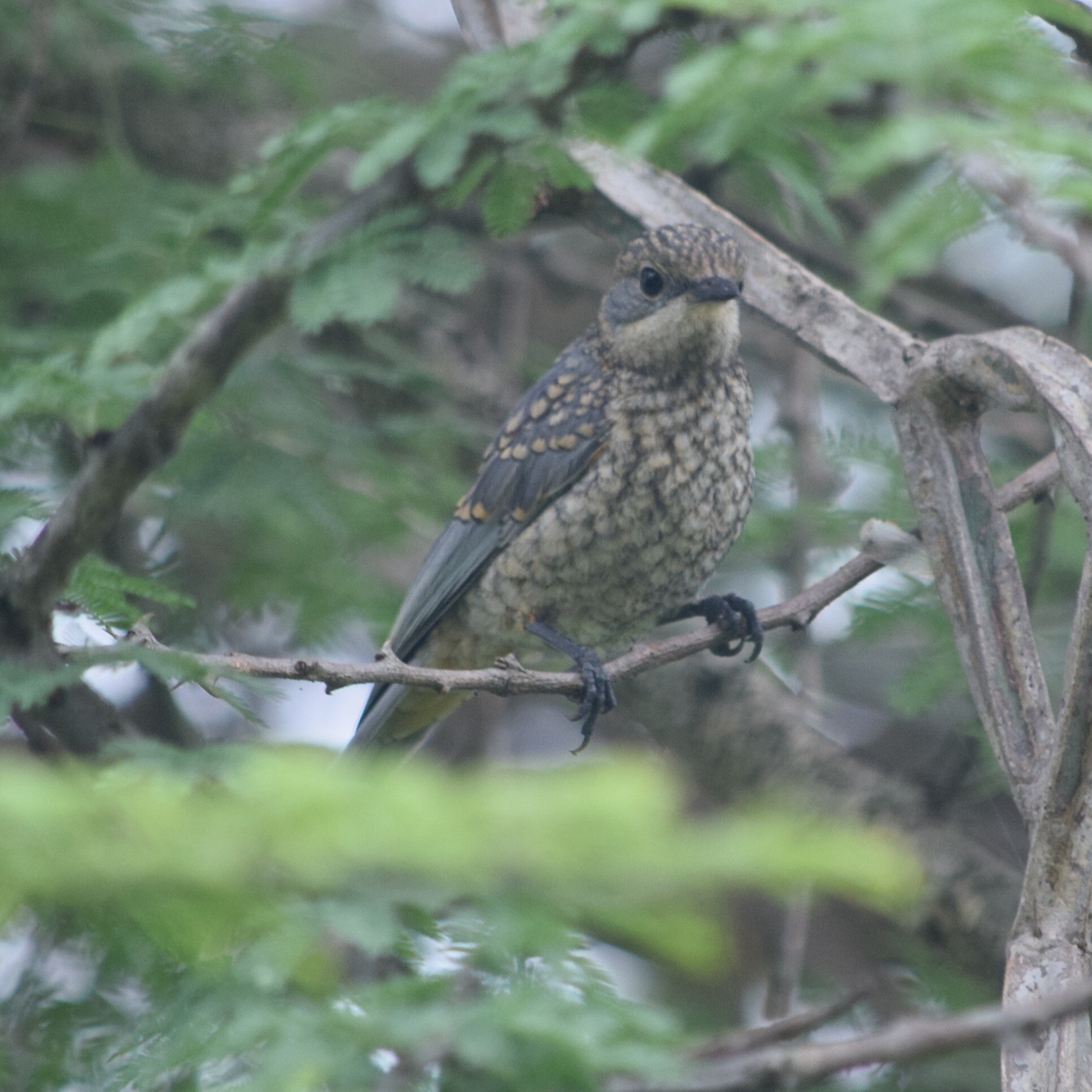 Silverbird (Empidornis semipartitus), photo 9