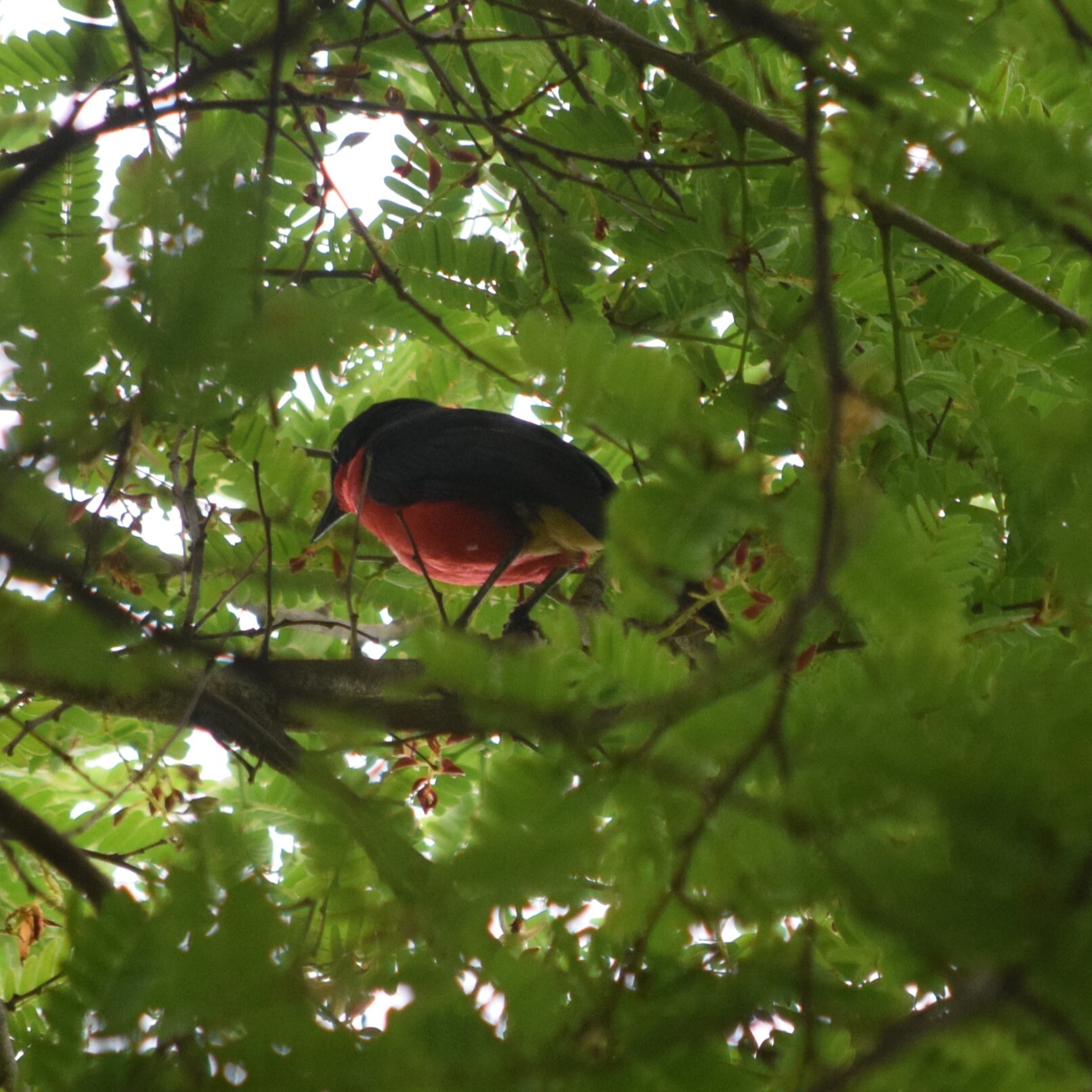Black-headed Gonolek (Laniarius erythrogaster), photo 2