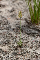 Genoplesium pumilum