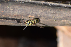 Stenodyneriellus wickwari