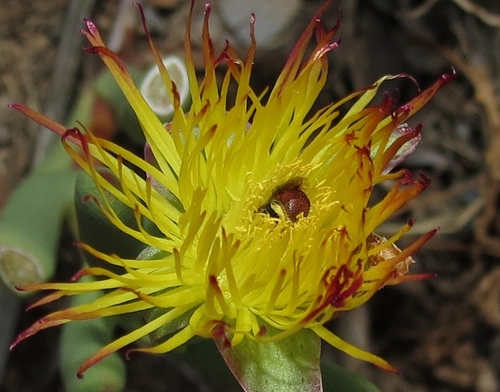 Hereroa odorata L.Bolus 3