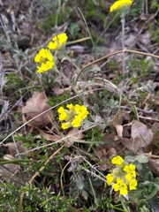 Alyssum trichostachyum