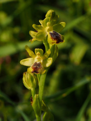 Ophrys lutea galilaea