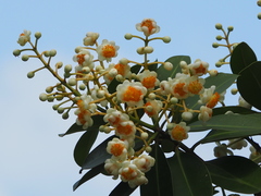 Calophyllum blancoi