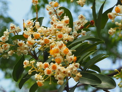 Calophyllum blancoi