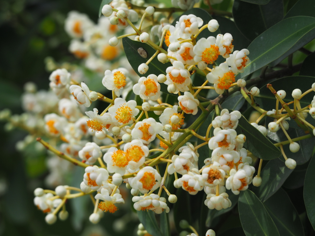Calophyllum