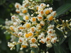 Calophyllum blancoi - Photo no rights reserved, uploaded by 葉子