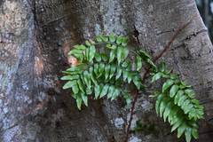 Arthropteris tenella, photograph (c) Bryce Watts-Parker, some rights reserved (CC BY)