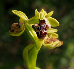 Ophrys umbilicata