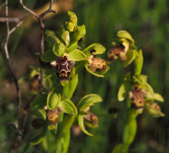 Ophrys umbilicata