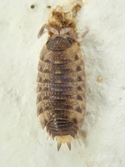 Proporcellio vulcanius