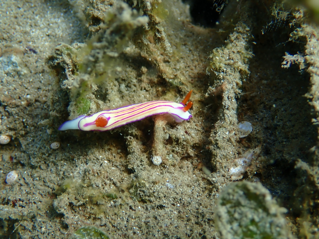Triple-striped Split-tooth Dorid