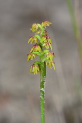Genoplesium pumilum