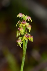 Genoplesium pumilum