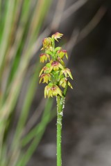 Genoplesium pumilum
