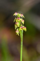 Genoplesium pumilum