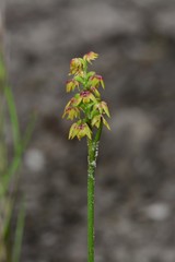 Genoplesium pumilum