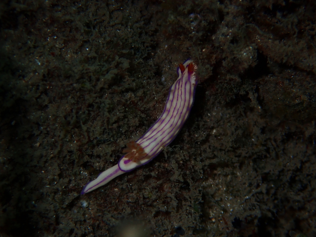 Bumpy Split-tooth Dorid