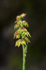 Genoplesium pumilum
