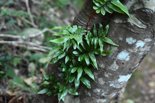 Arthropteris tenella, photograph 5
