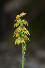 Genoplesium pumilum