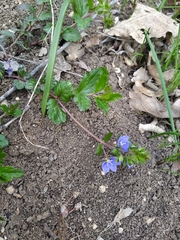 Veronica umbrosa