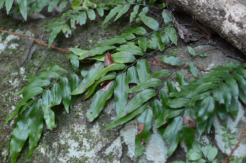 Arthropteris tenella, photograph 4