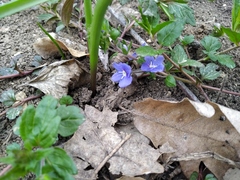 Veronica umbrosa