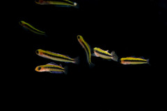 Forsterygion maryannae