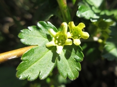 Ribes fasciculatum