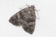 Condica macrosema