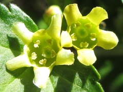 Ribes fasciculatum
