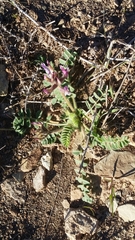 Astragalus holmgreniorum
