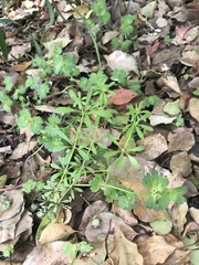 Galium spurium