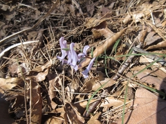 Corydalis turtschaninovii