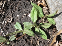 Koenigia alpina