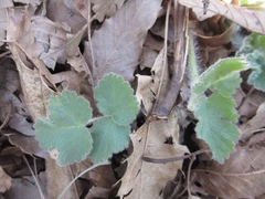 Heracleum moellendorffii